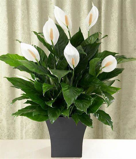 Are peace lilies discount dangerous to dogs